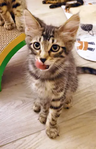 Eukanuba