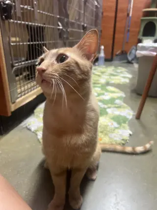 Garfield