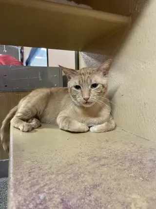 Garfield