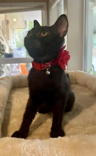 Baby Bear