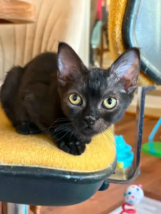 Baby Bear