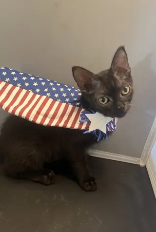Baby Bear
