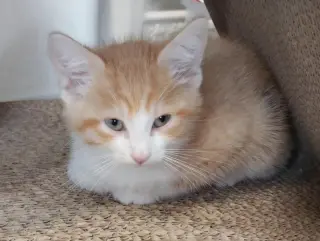 Radiance * IN FOSTER *