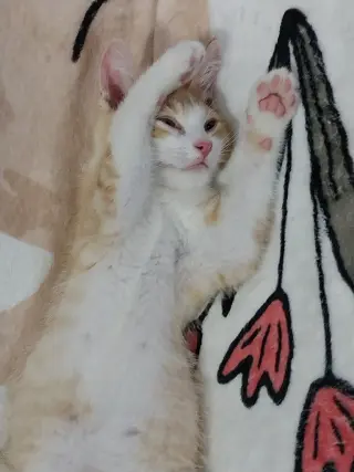 Radiance * IN FOSTER *