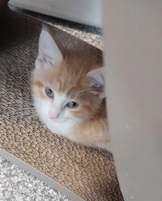 Radiance * IN FOSTER *