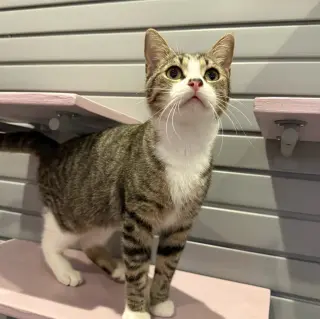 Fernando