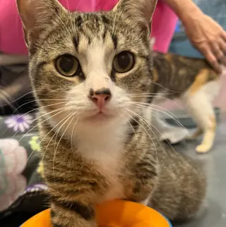 Fernando