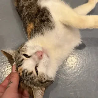 Valentina