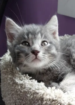Lovebug * IN FOSTER *