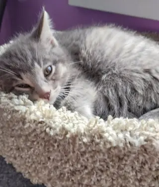 Lovebug * IN FOSTER *