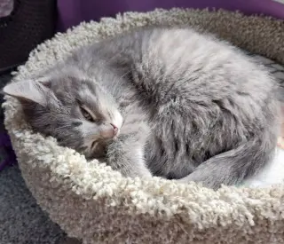 Lovebug * IN FOSTER *
