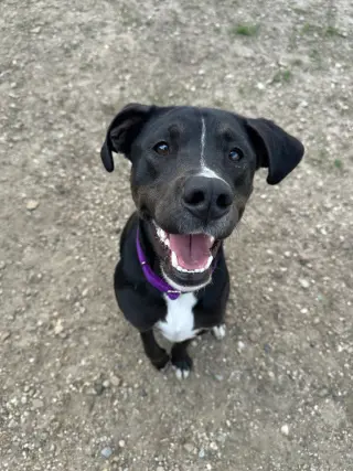 Otis