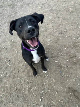 Otis
