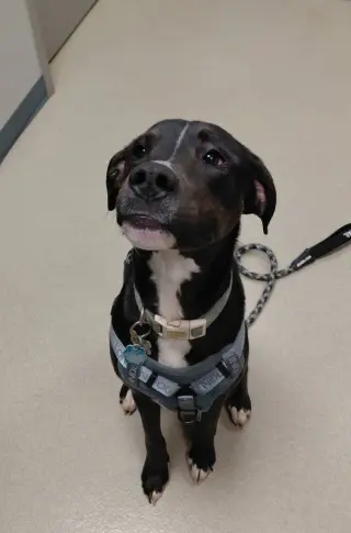 Otis