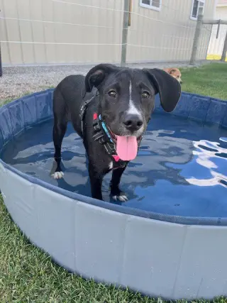 Otis