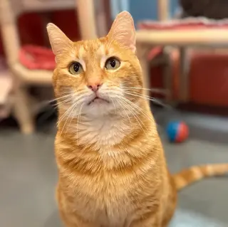 Trucker (was Tucker)