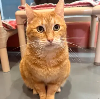 Trucker (was Tucker)