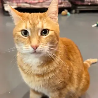 Trucker (was Tucker)