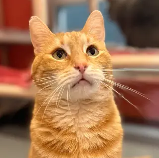 Trucker (was Tucker)