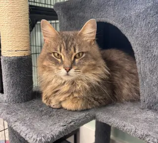 Lady Gray * IN FOSTER *