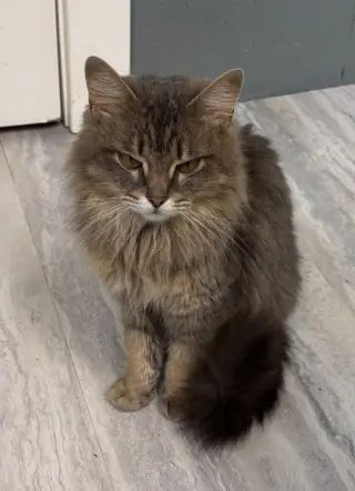 Lady Gray * IN FOSTER *