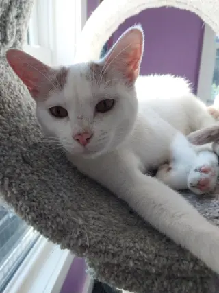 Layla * IN FOSTER *