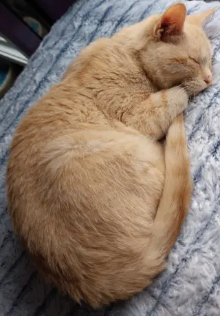Navigator * IN FOSTER *
