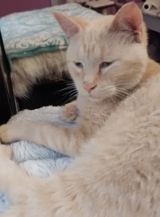 Navigator * IN FOSTER *