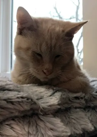 Navigator * IN FOSTER *