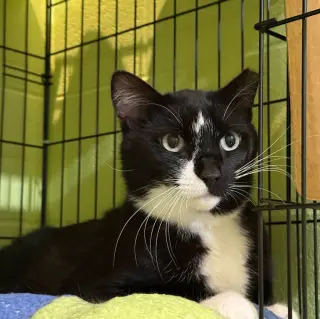 Binkie