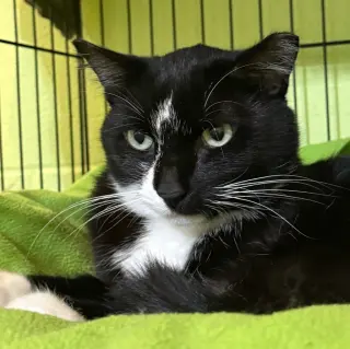 Binkie