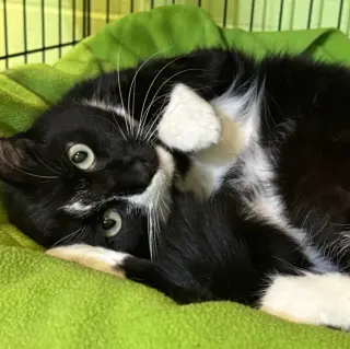 Binkie