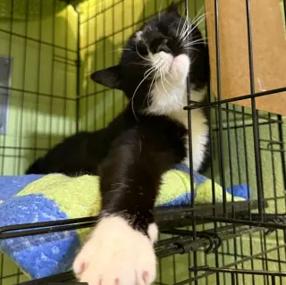 Binkie