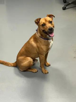 Smokey-in a foster home