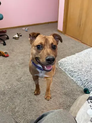 Smokey-in a foster home