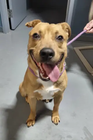 Smokey-in a foster home