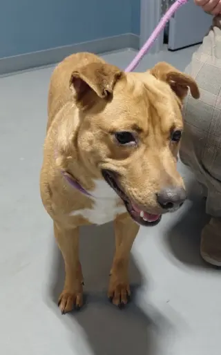 Smokey-in a foster home