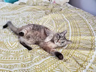 Gatsby *IN FOSTER*