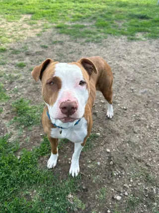 Lilli