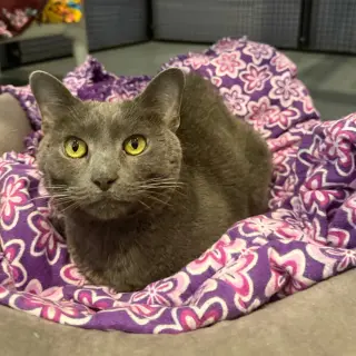 Yoda