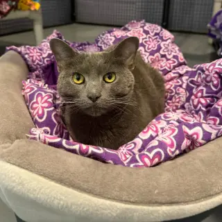 Yoda
