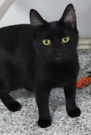 Misty Onyx * IN FOSTER *