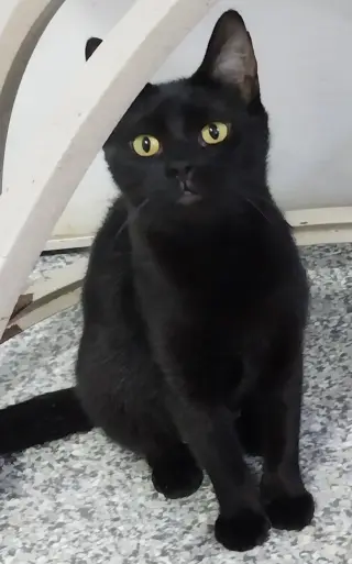 Misty Onyx * IN FOSTER *