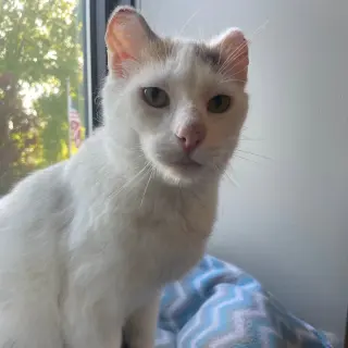 Boo