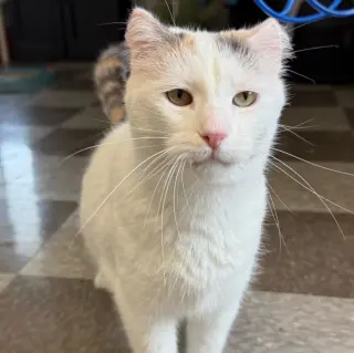 Boo