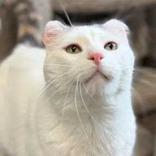 Boo