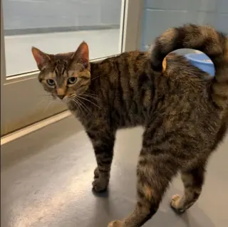 Tip Tail