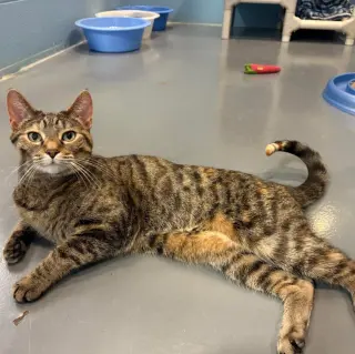 Tip Tail
