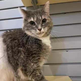 Missy