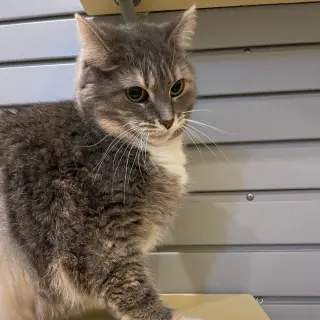 Missy